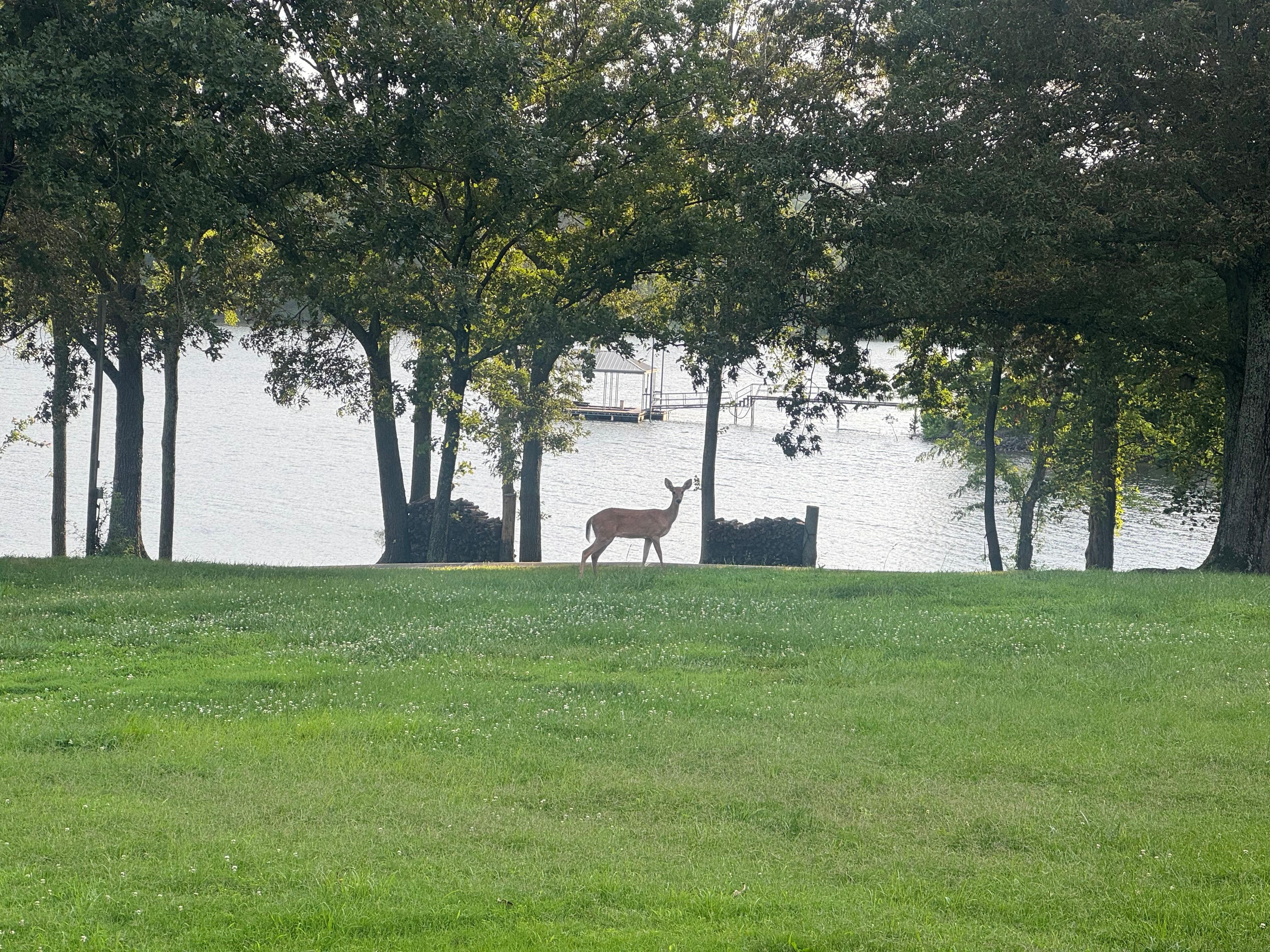 Lots of deer and other wildlife around.