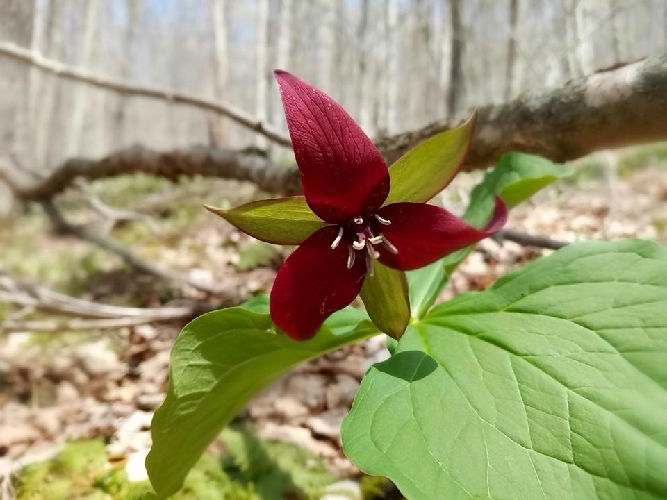 Trilium on the Susquehannock Trail System Trail Northern Gateway Hiking Trail.