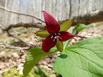 Trilium on the Susquehannock Trail System Trail Northern Gateway Hiking Trail.