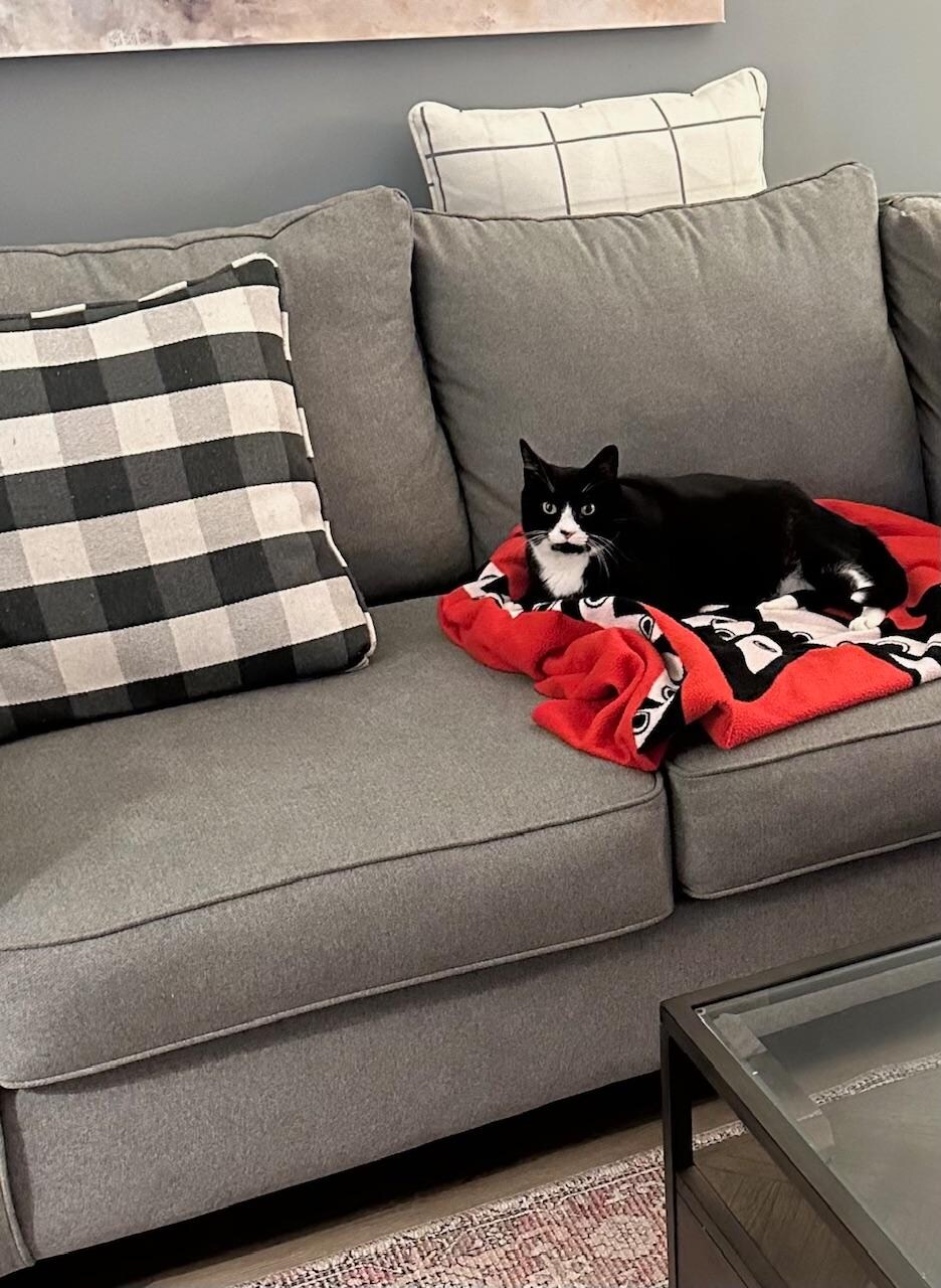 Our cat, JD, relaxing comfortably after a long day of travel.