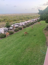 Love the deer!