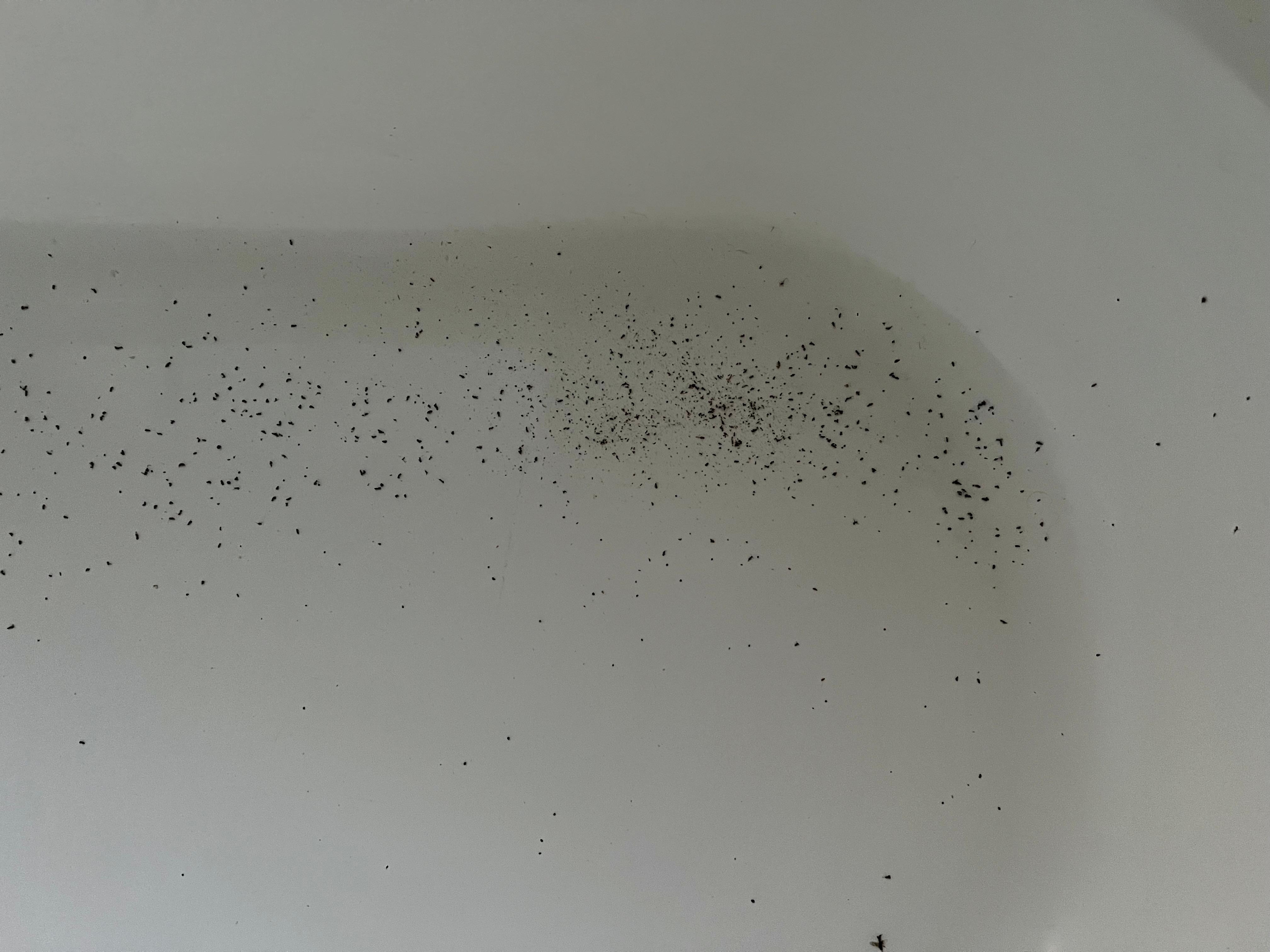 Bath full of dead snts