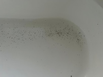 Bath full of dead snts