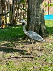 Charlie came to visit us!!! (My moms name for the heron in the neighborhood!)