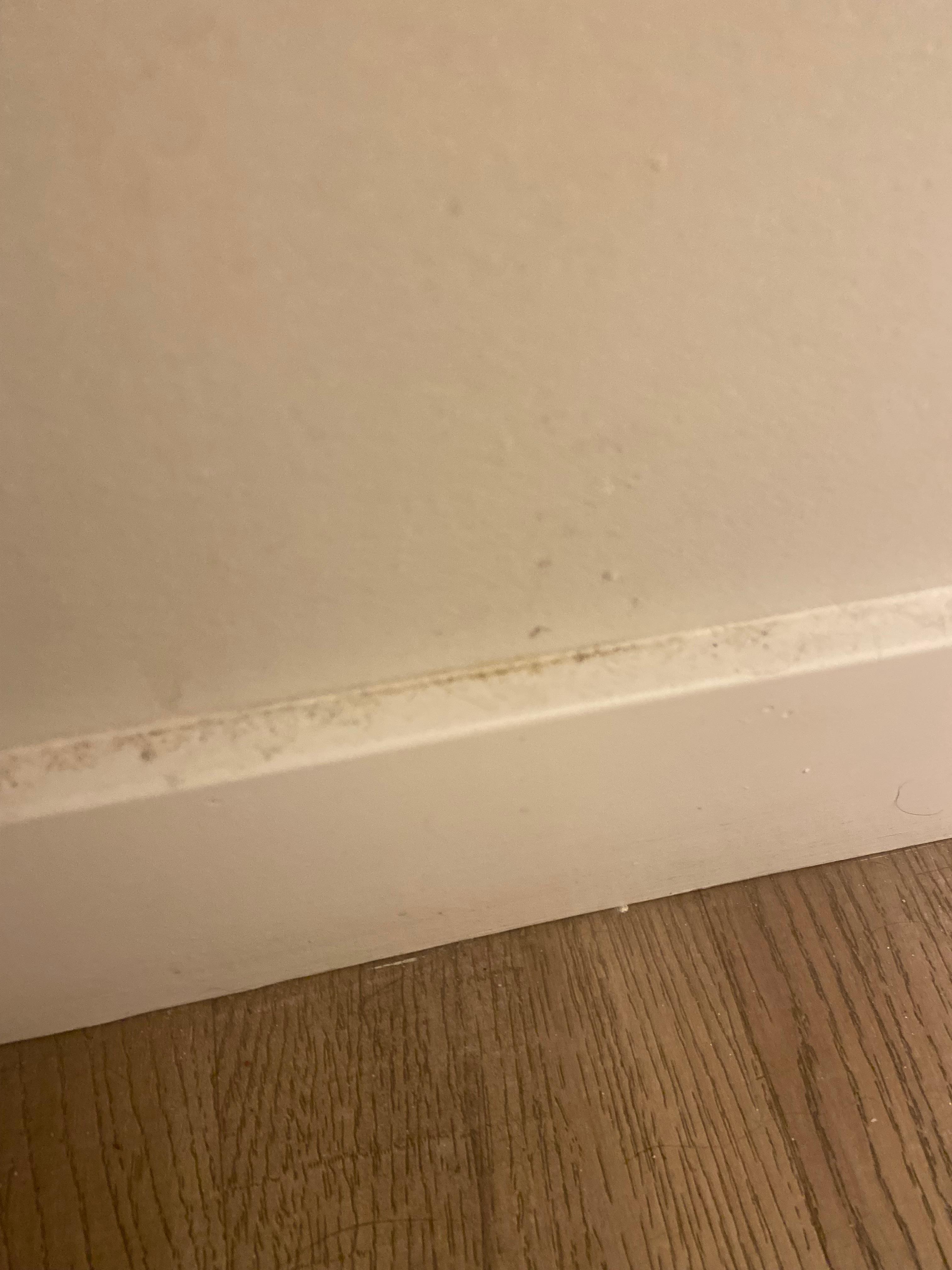 FILTHY floors, baseboards, doors, light switches etc. nothing has been wiped down in months. Likely since renovation. 