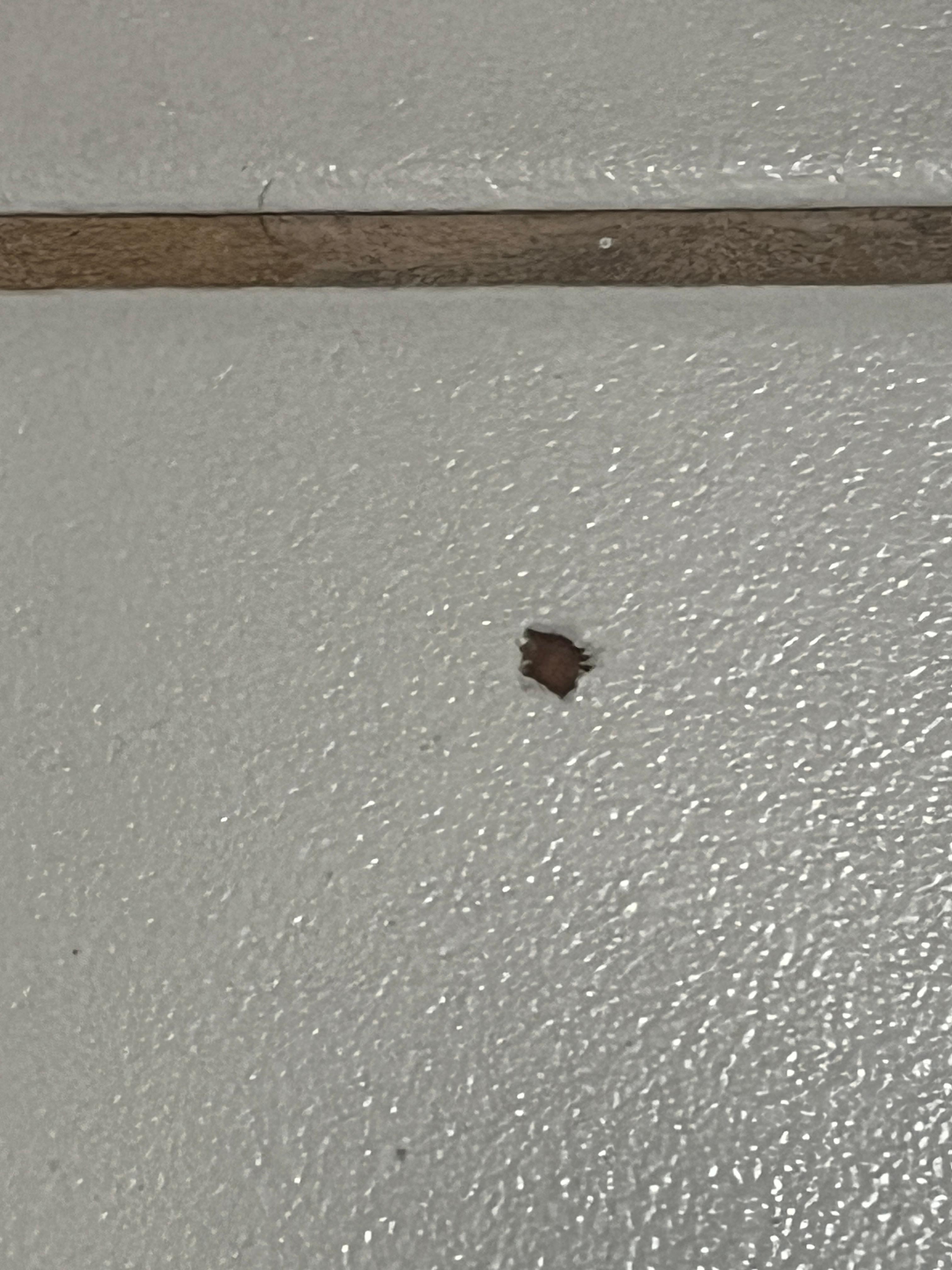 Dead bed bug bathroom