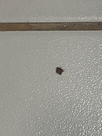 Dead bed bug bathroom