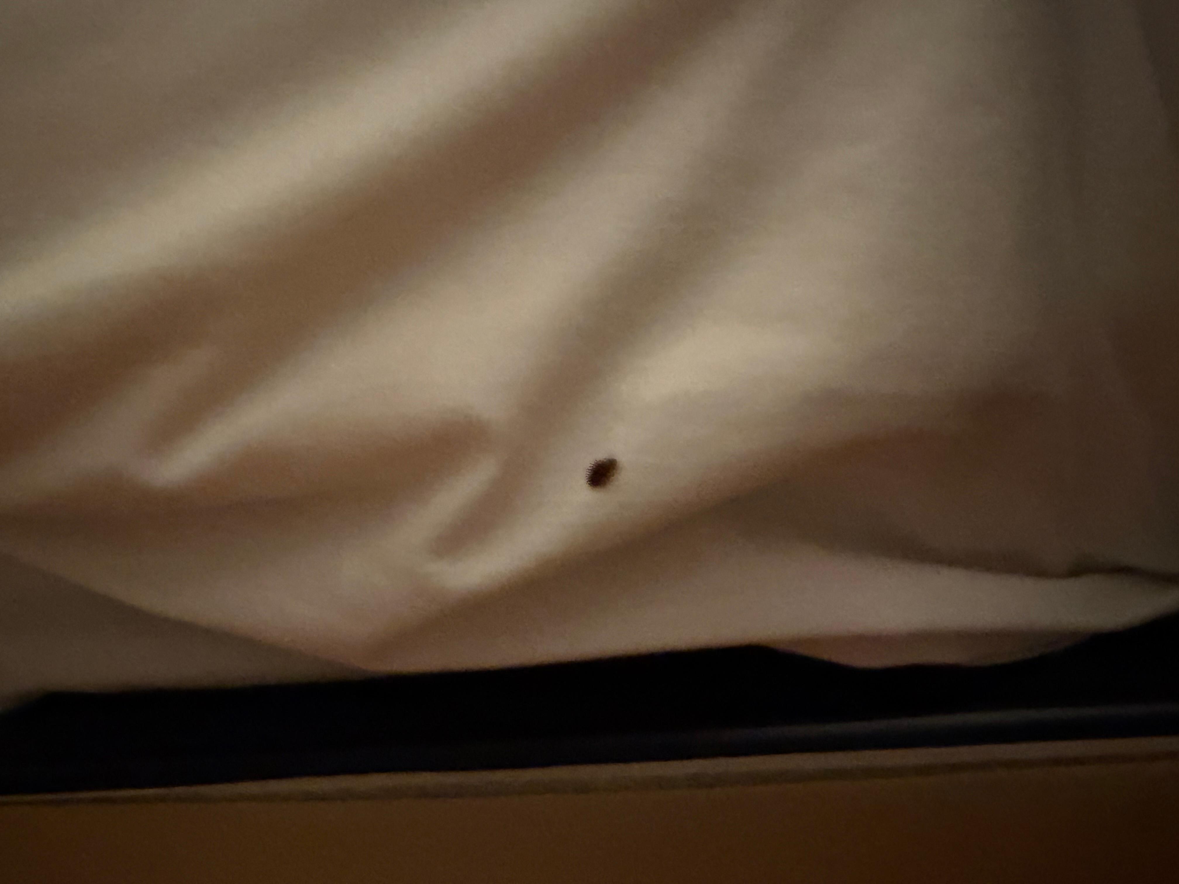 Bed bugs
