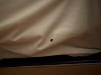 Bed bugs
