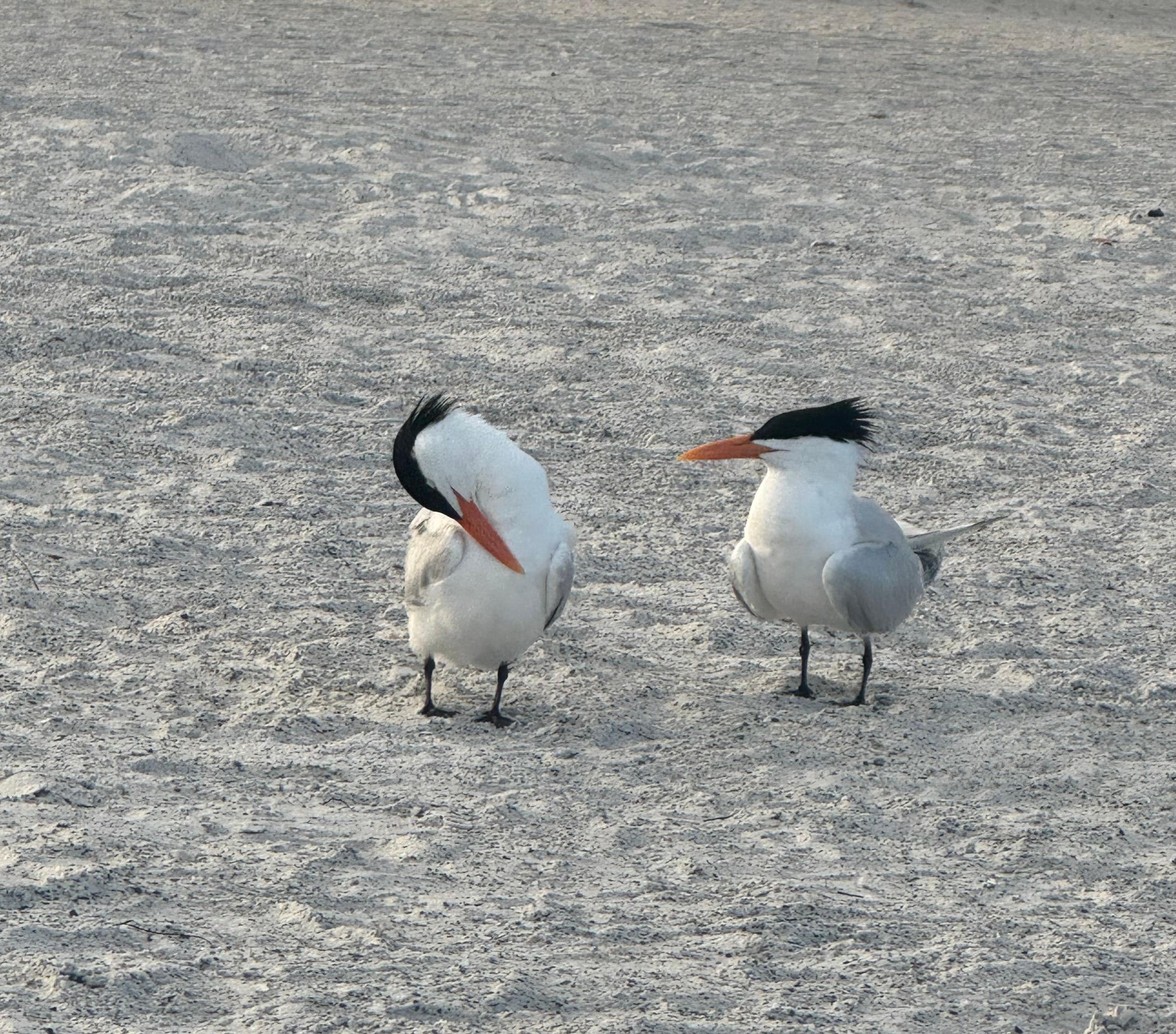 Friends on the beach 