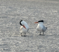 Friends on the beach