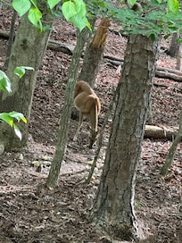 Deer are everywhere