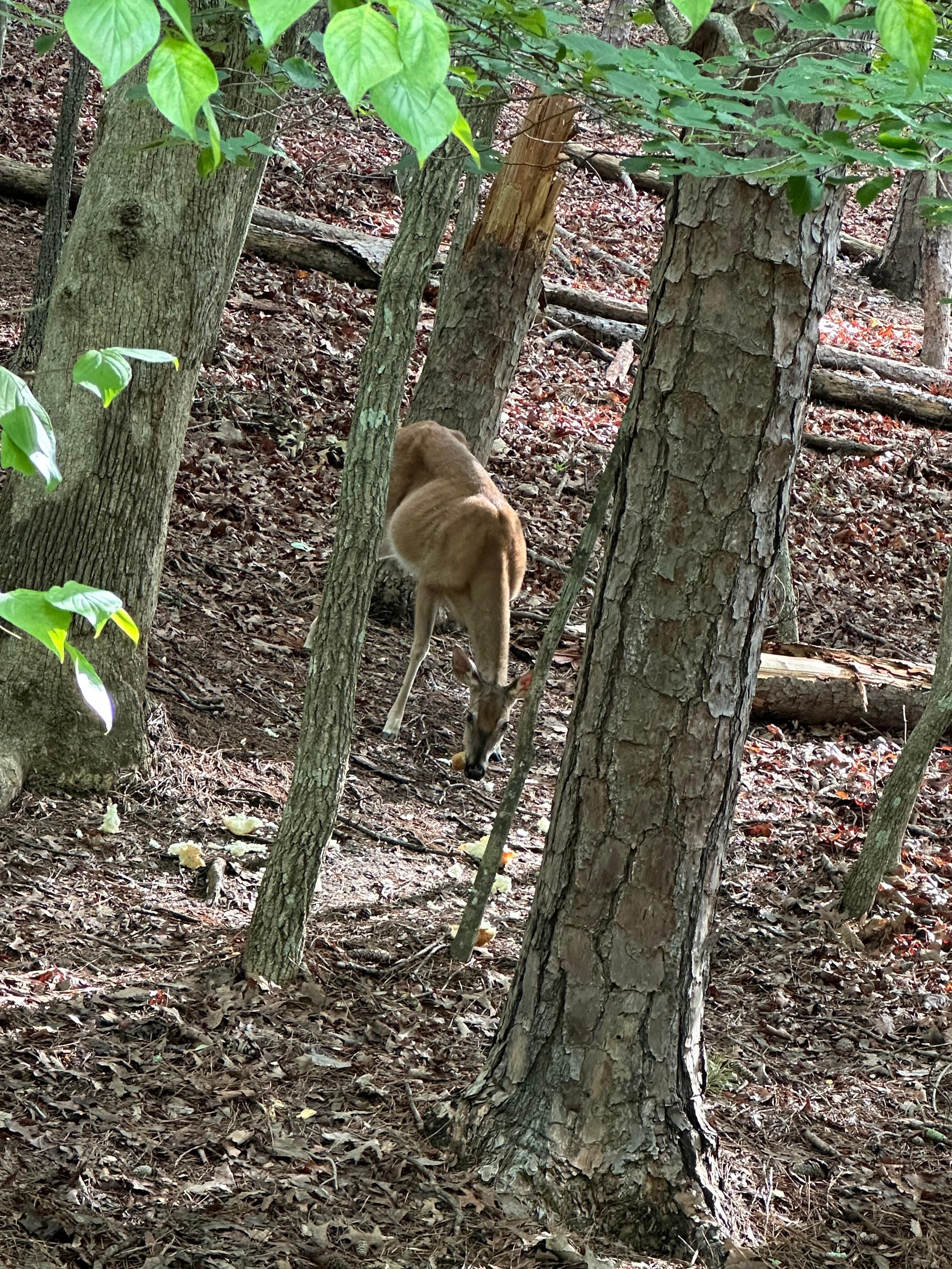 Deer are everywhere 