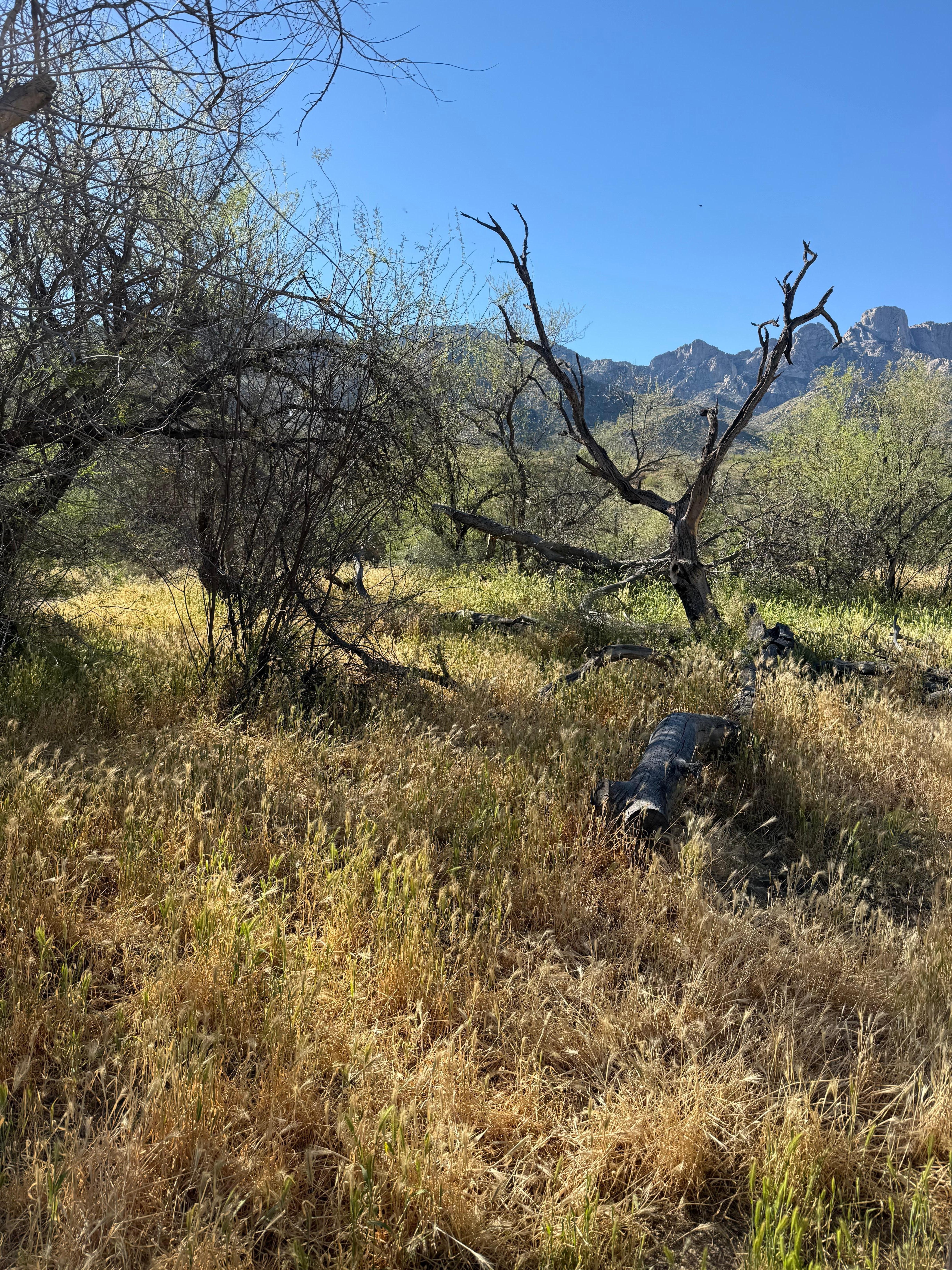 Catalina State Park