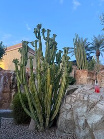 Beautiful cactus