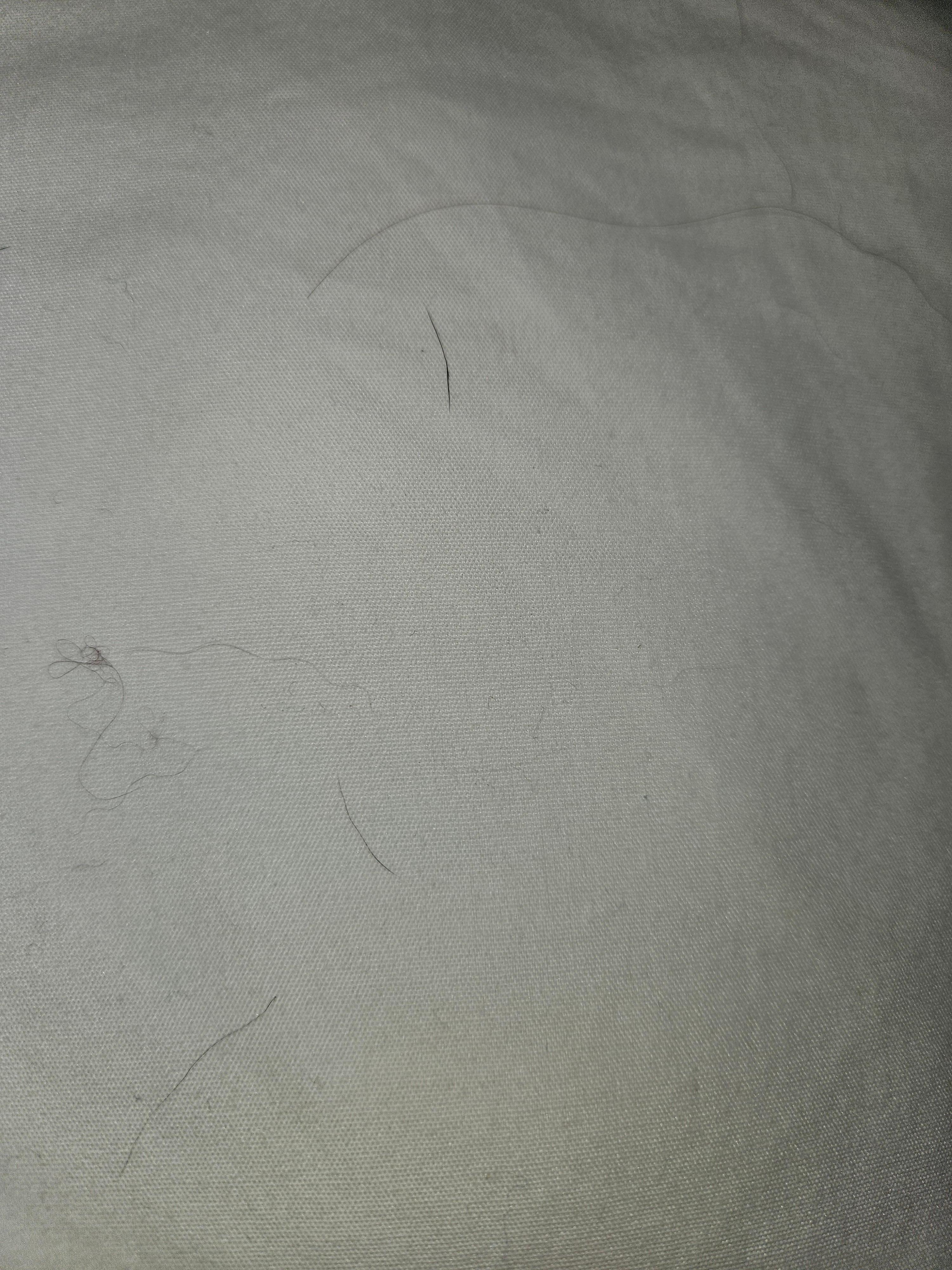Dog hair on pillow