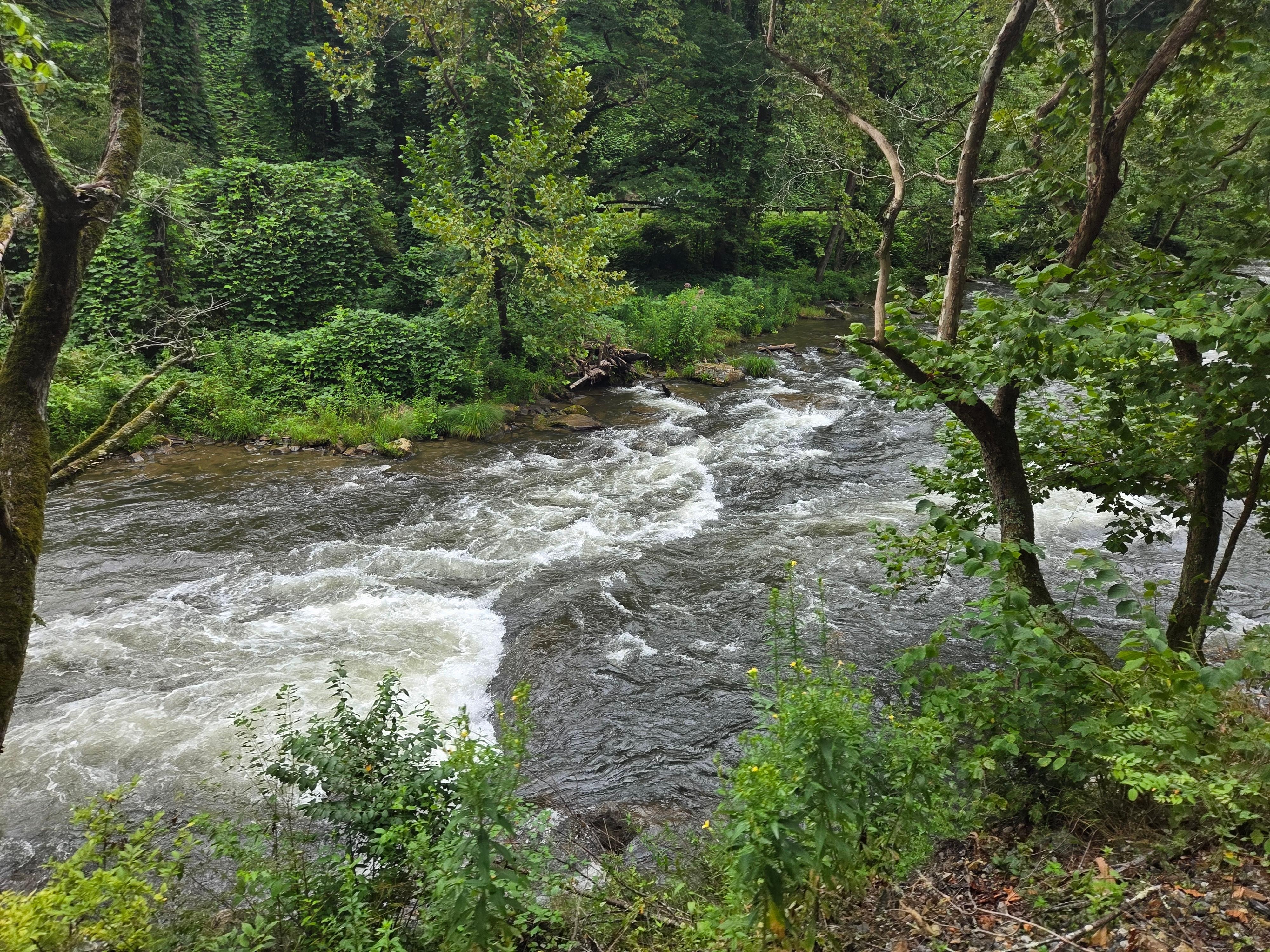 A view from the Great Smoky Mountain Railroad trip