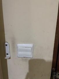 Ants on the wall