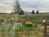 Looking out back window