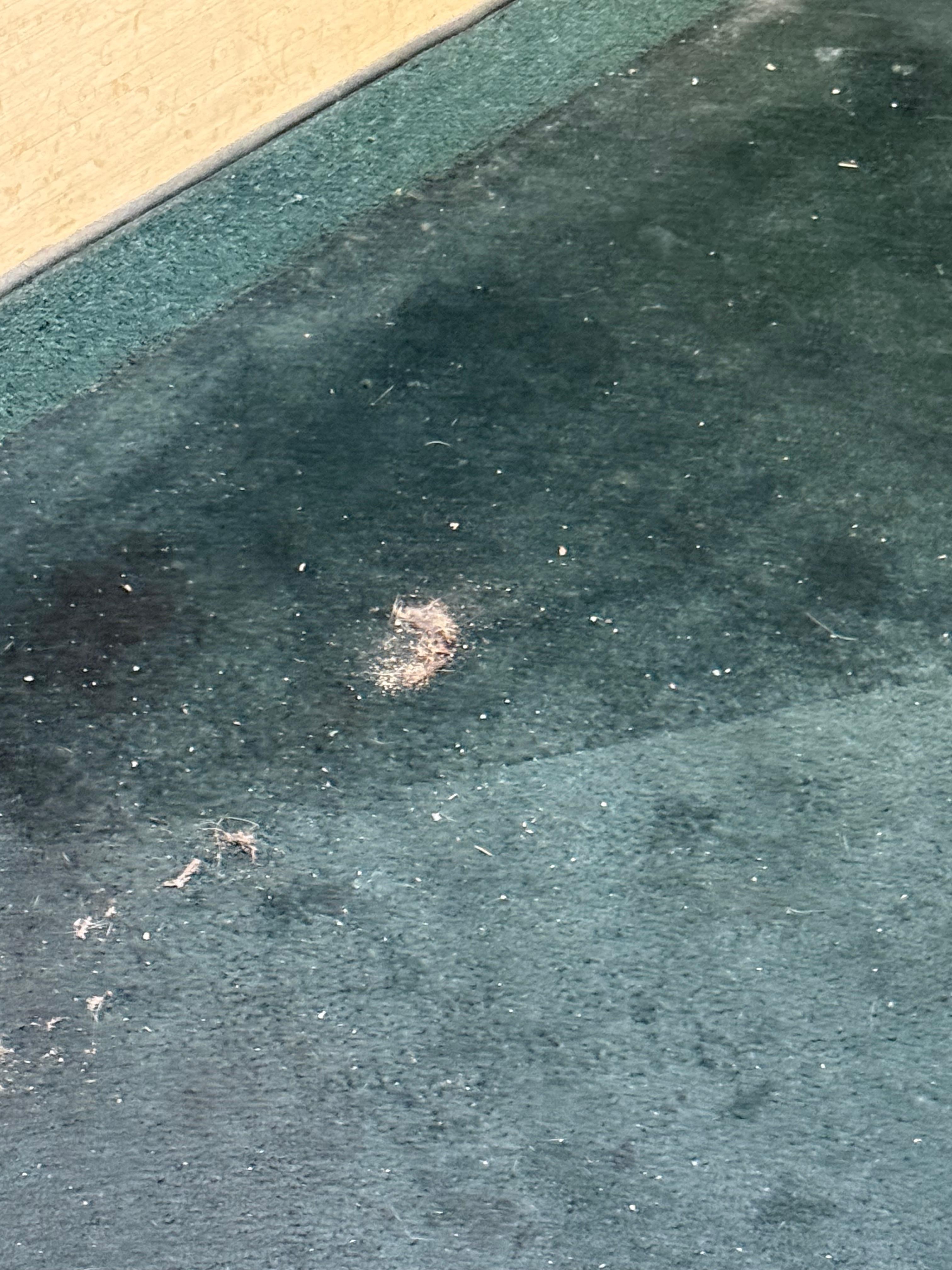 Dirt everywhere halls room stairs 