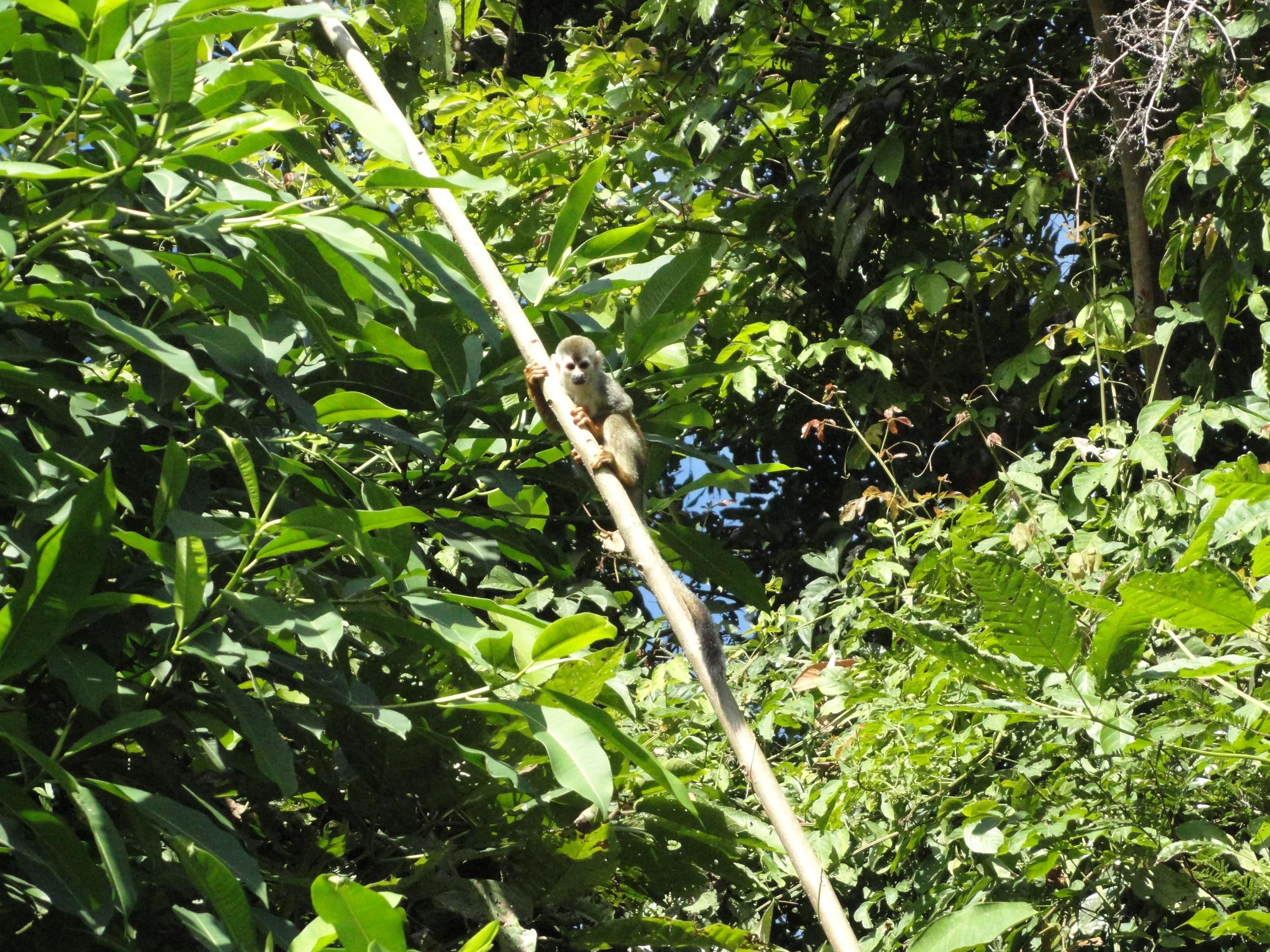 Monkeys as you walk around. 