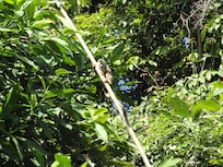 Monkeys as you walk around.