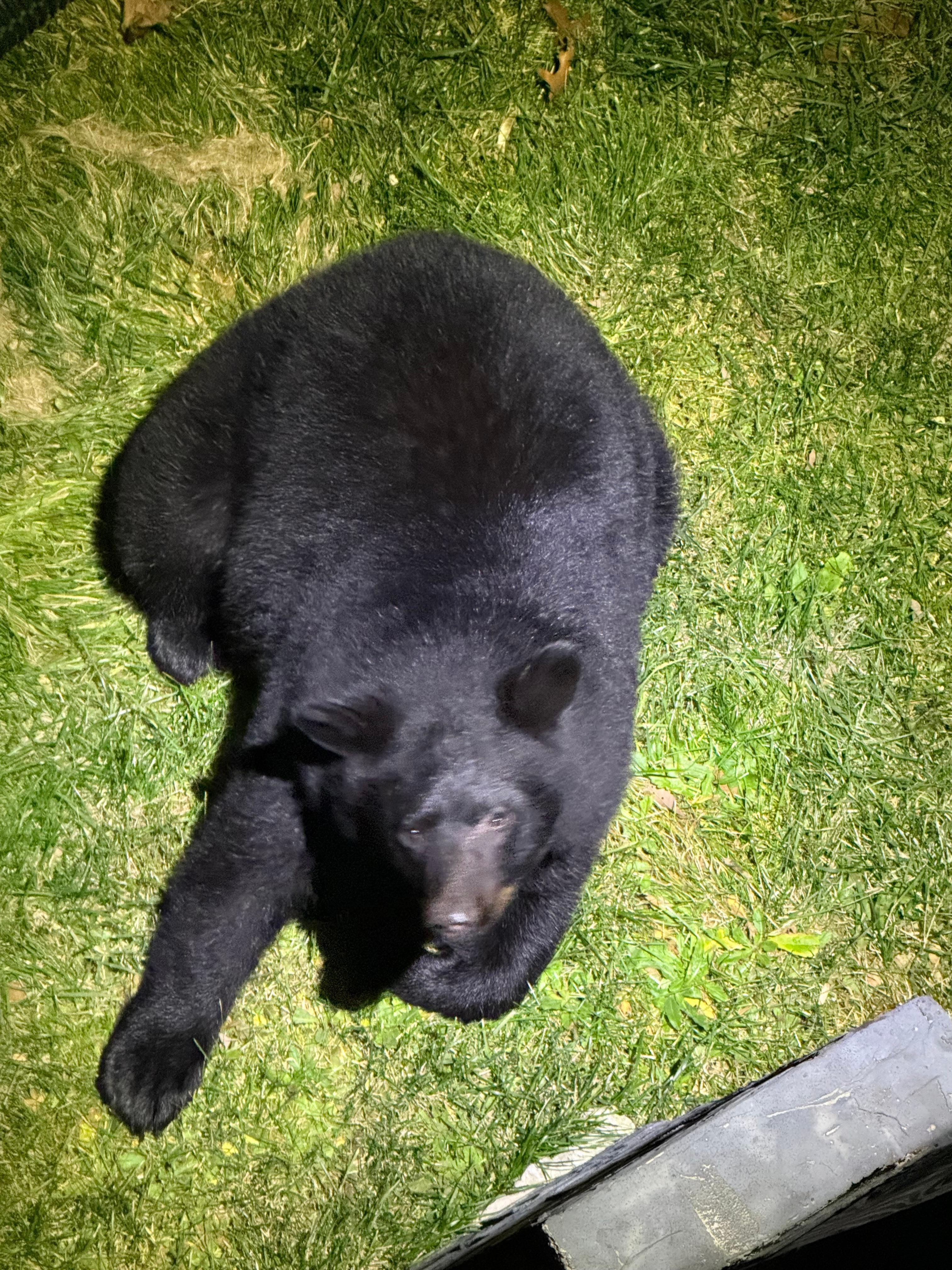 It was in fact a bear the camera picked up! This friendly guy visited the back yard several nights of our stay! The kids were so excited and name her/him Winnie! 