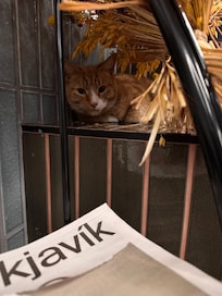 Getting to meet Mango was an added bonus.