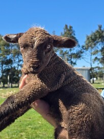 Our favourite baby lamb - Keyser