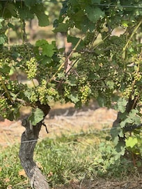 The grapes