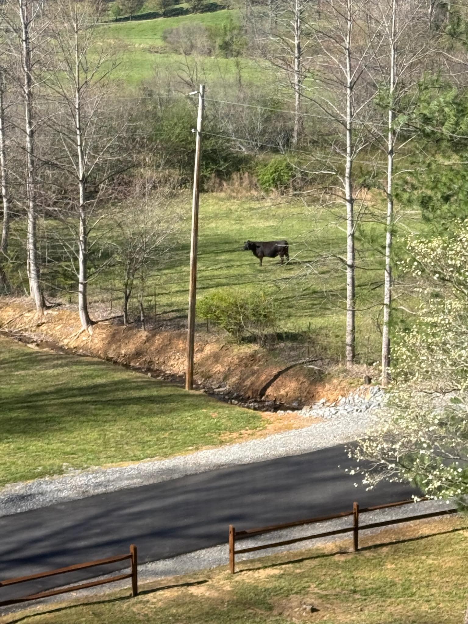 A few cows came to visit in the pasture next door.