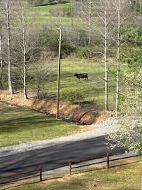 A few cows came to visit in the pasture next door.