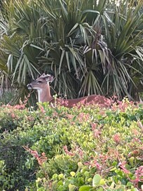 Deer that live in the dune area!