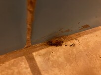Cockroach
