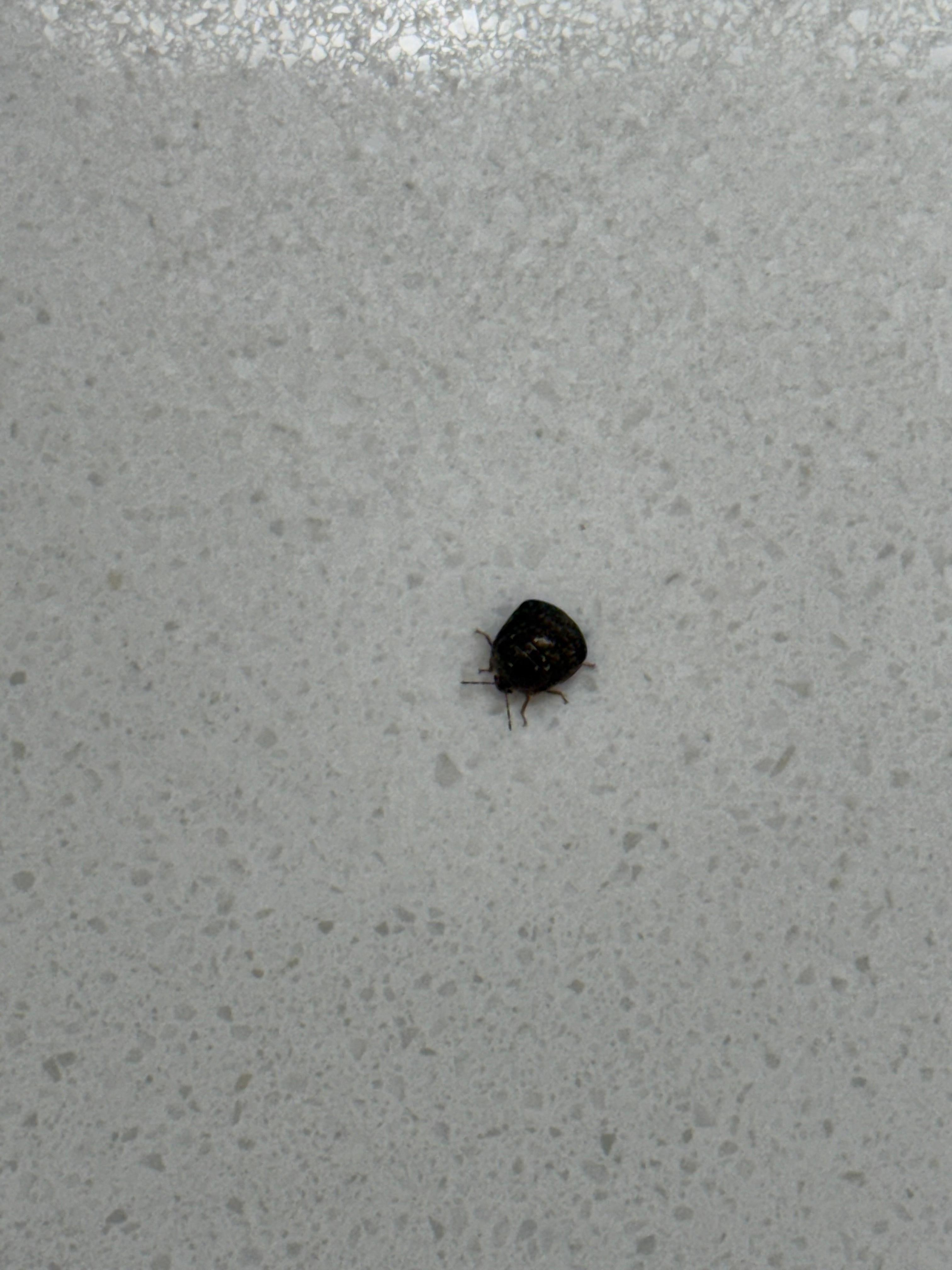 Another carpet beetle.