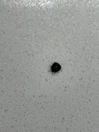 Another carpet beetle.