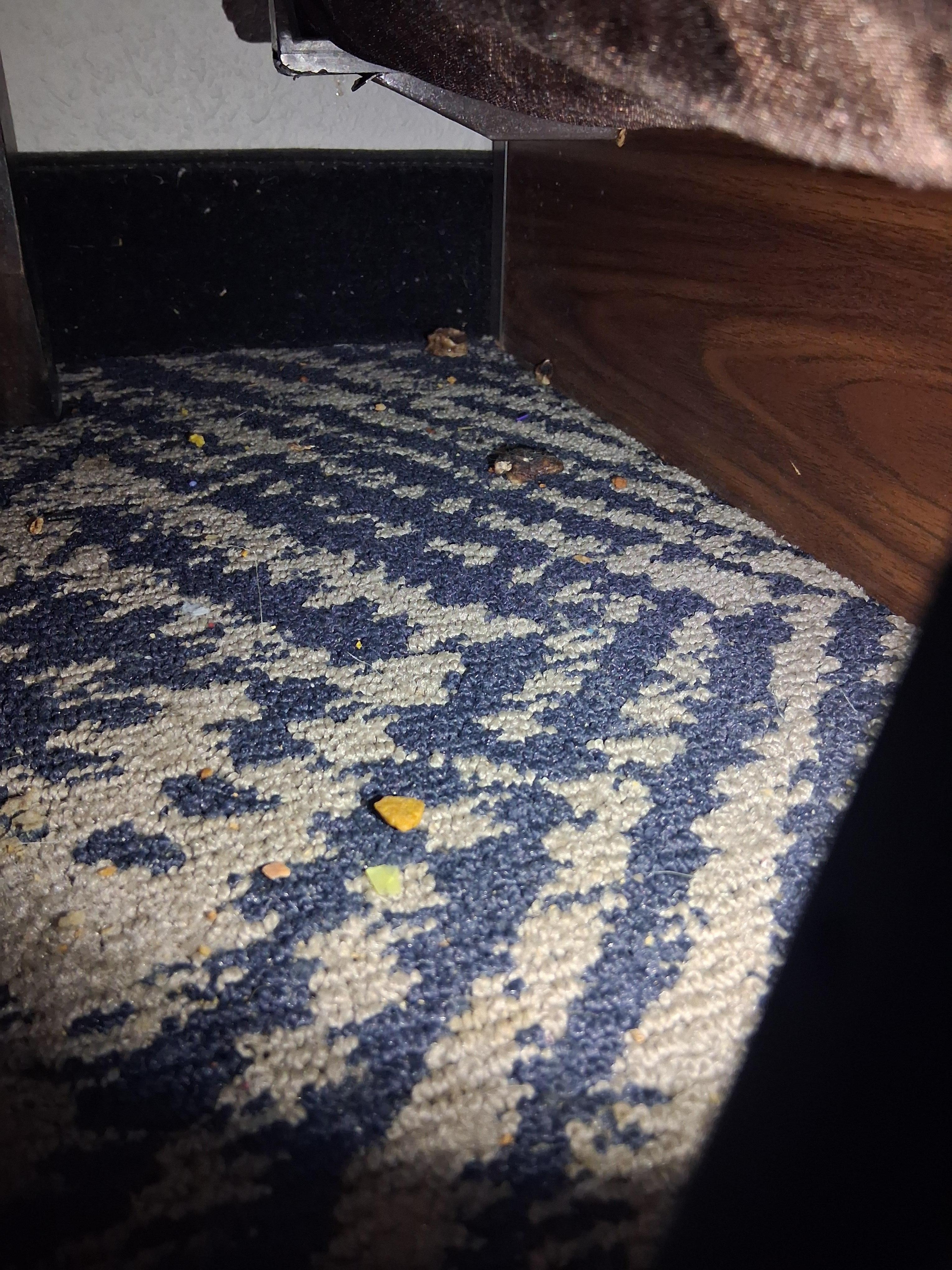 Nasty dried rotten food on floor by bed 