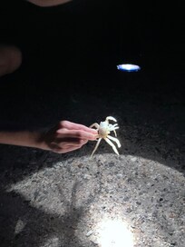 Ghost crab hunting at night.