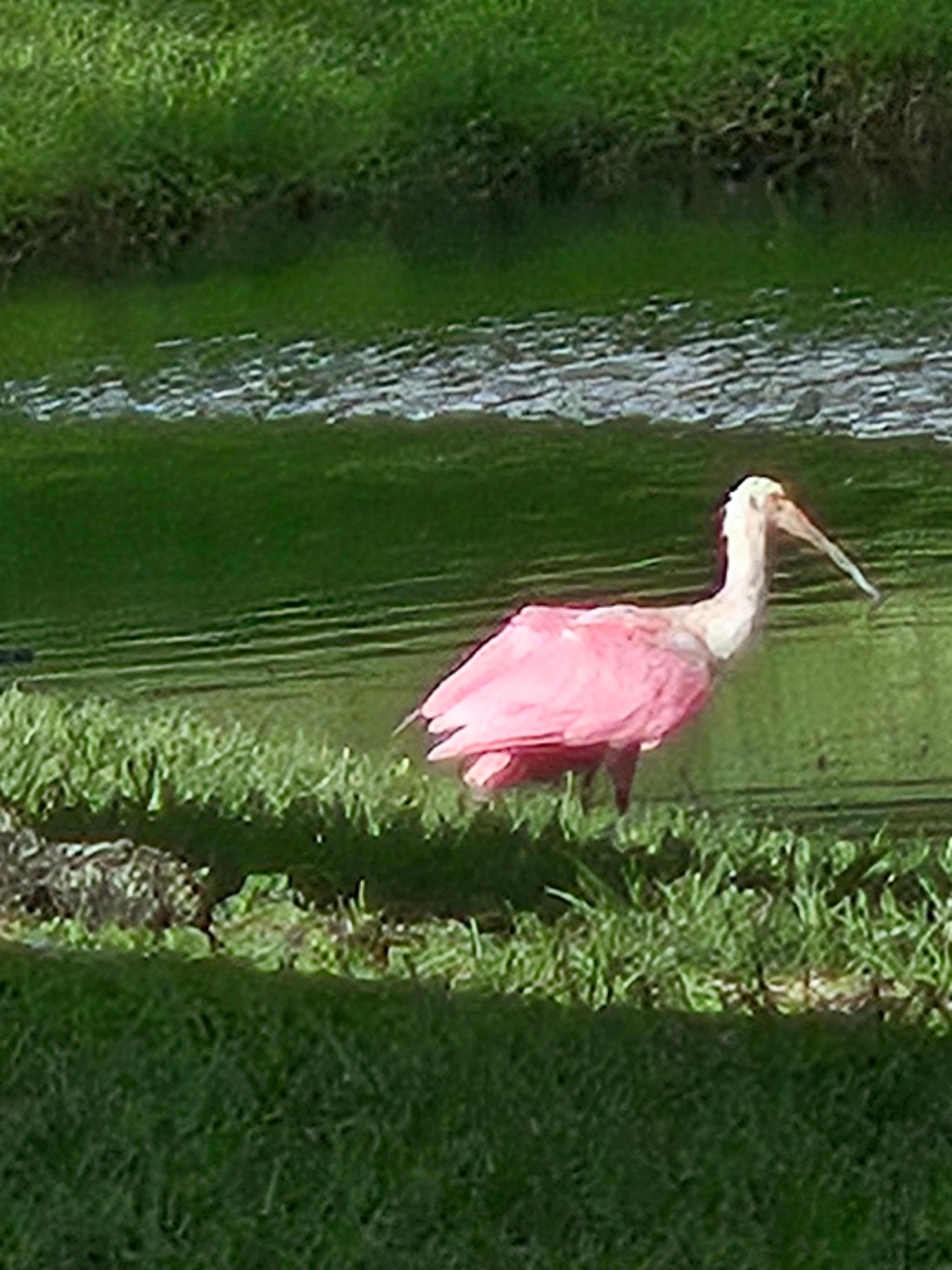 Beautiful birds by the pond 