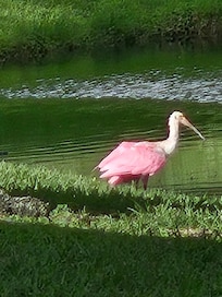 Beautiful birds by the pond
