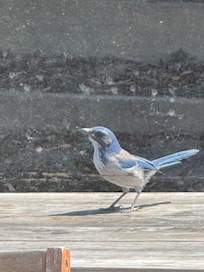 These guys are everywhere, just not every day