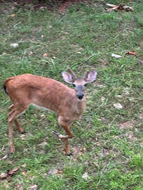 Friendly neighbor