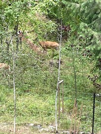 Deer off the backyard.