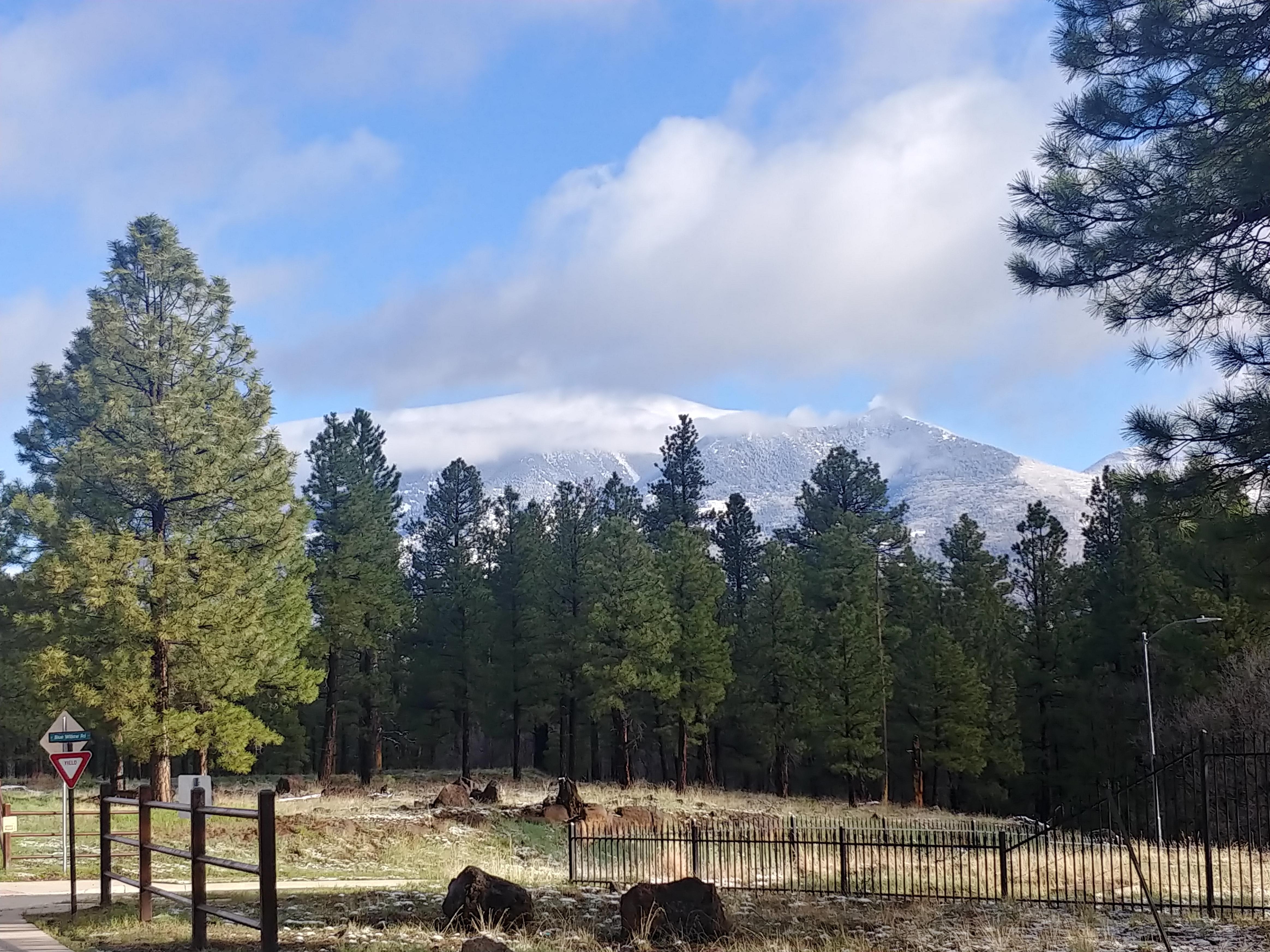 Snow-capped peaks through the pines on the Flagstaff Urban Trail System