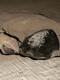 Saw a sea turtle laying eggs.