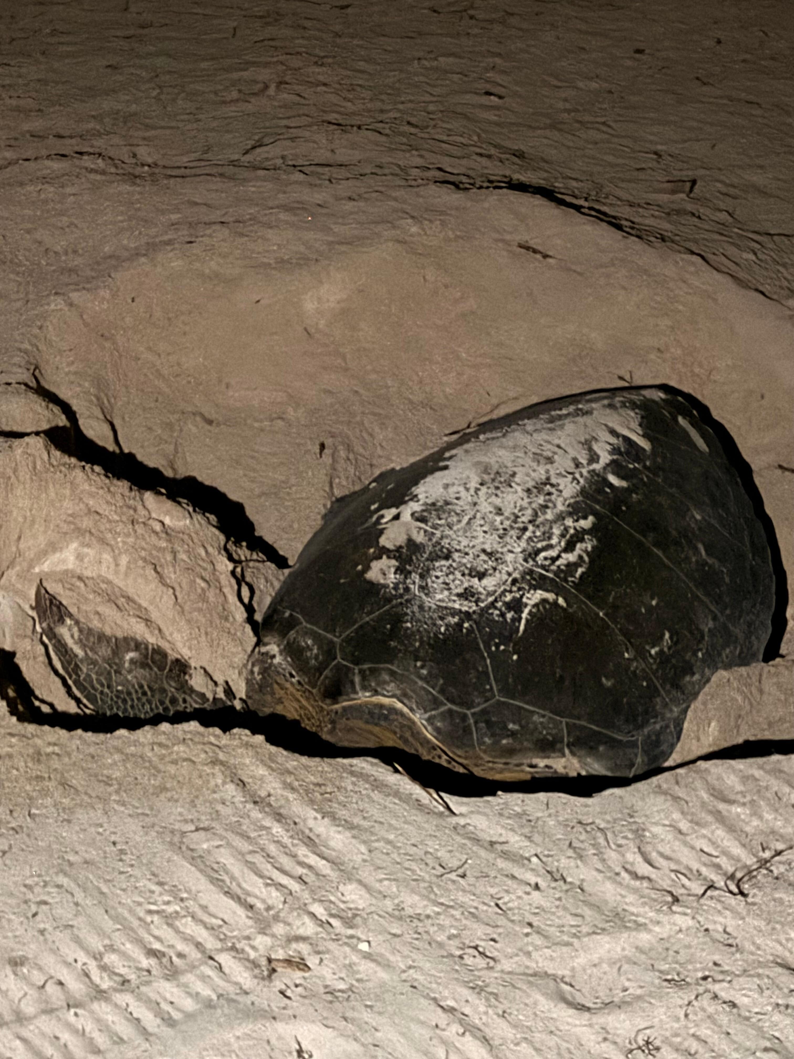 Saw a sea turtle laying eggs.