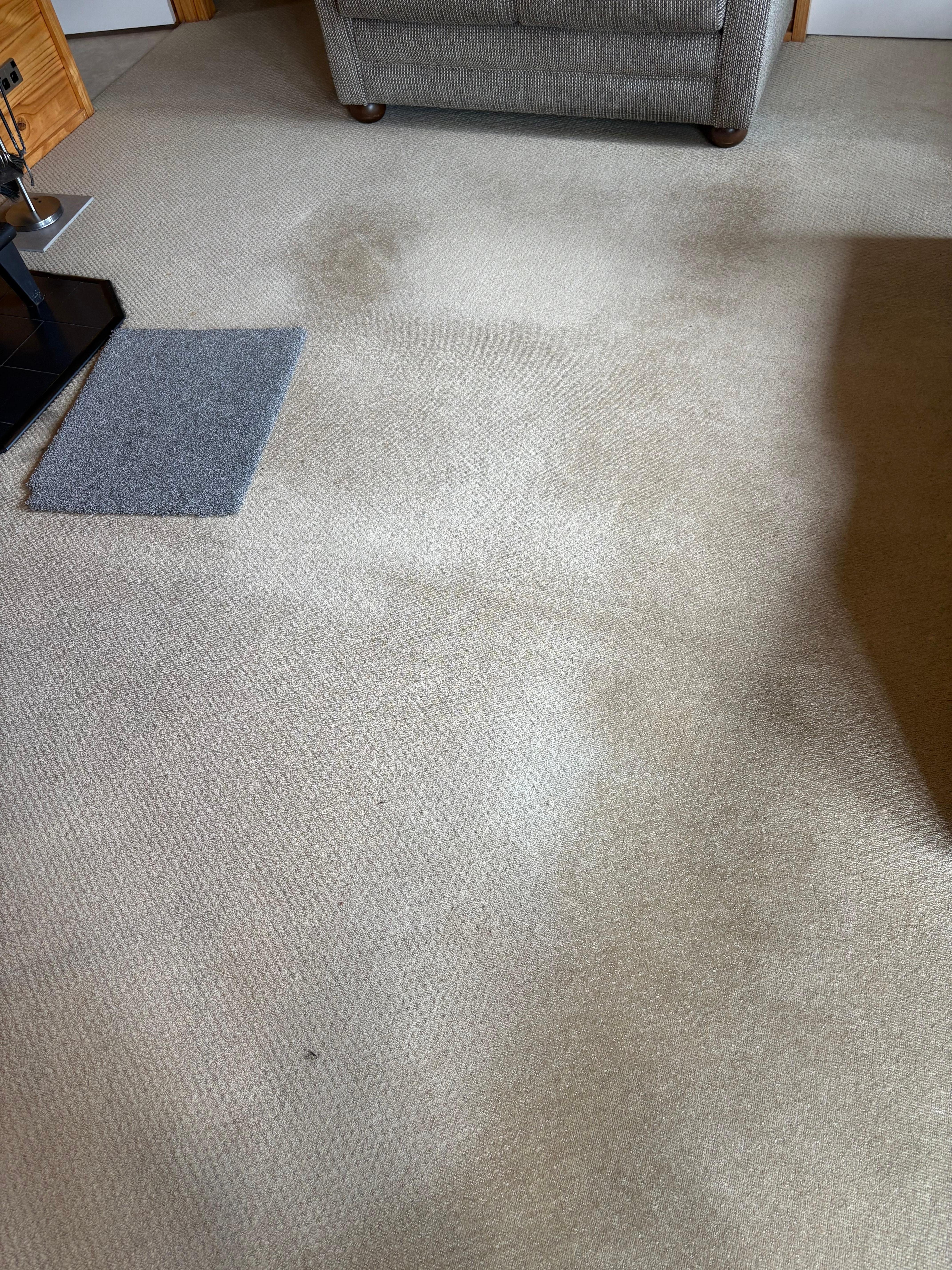 Stains on the carpet in the main living area.