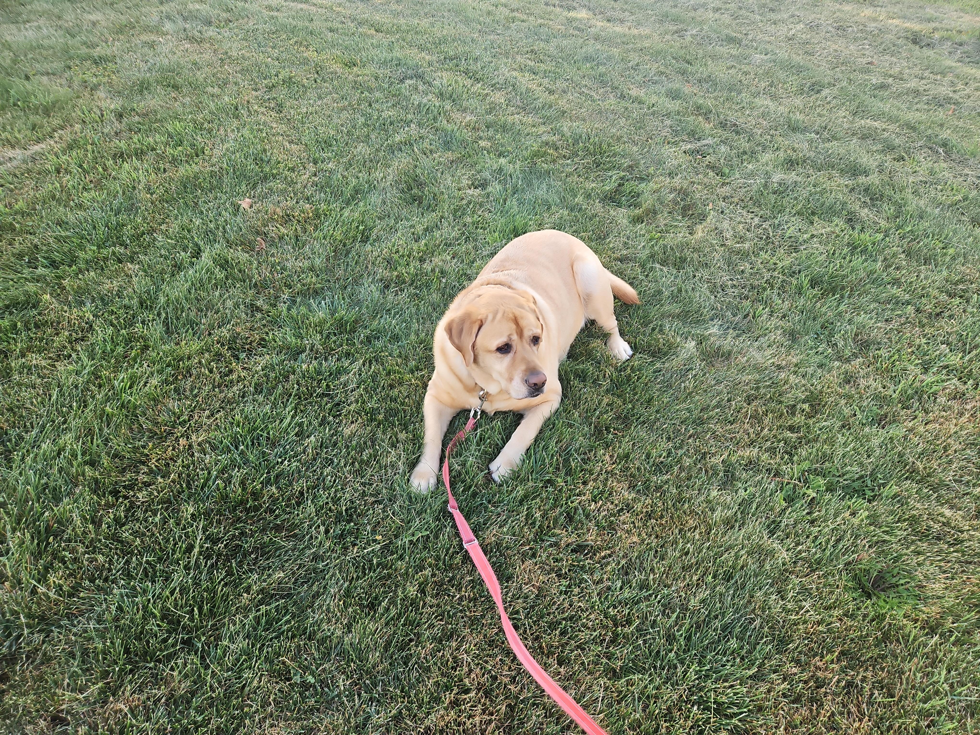 Meet Bodhi, our 122 lbs. adorable yellow lab.
