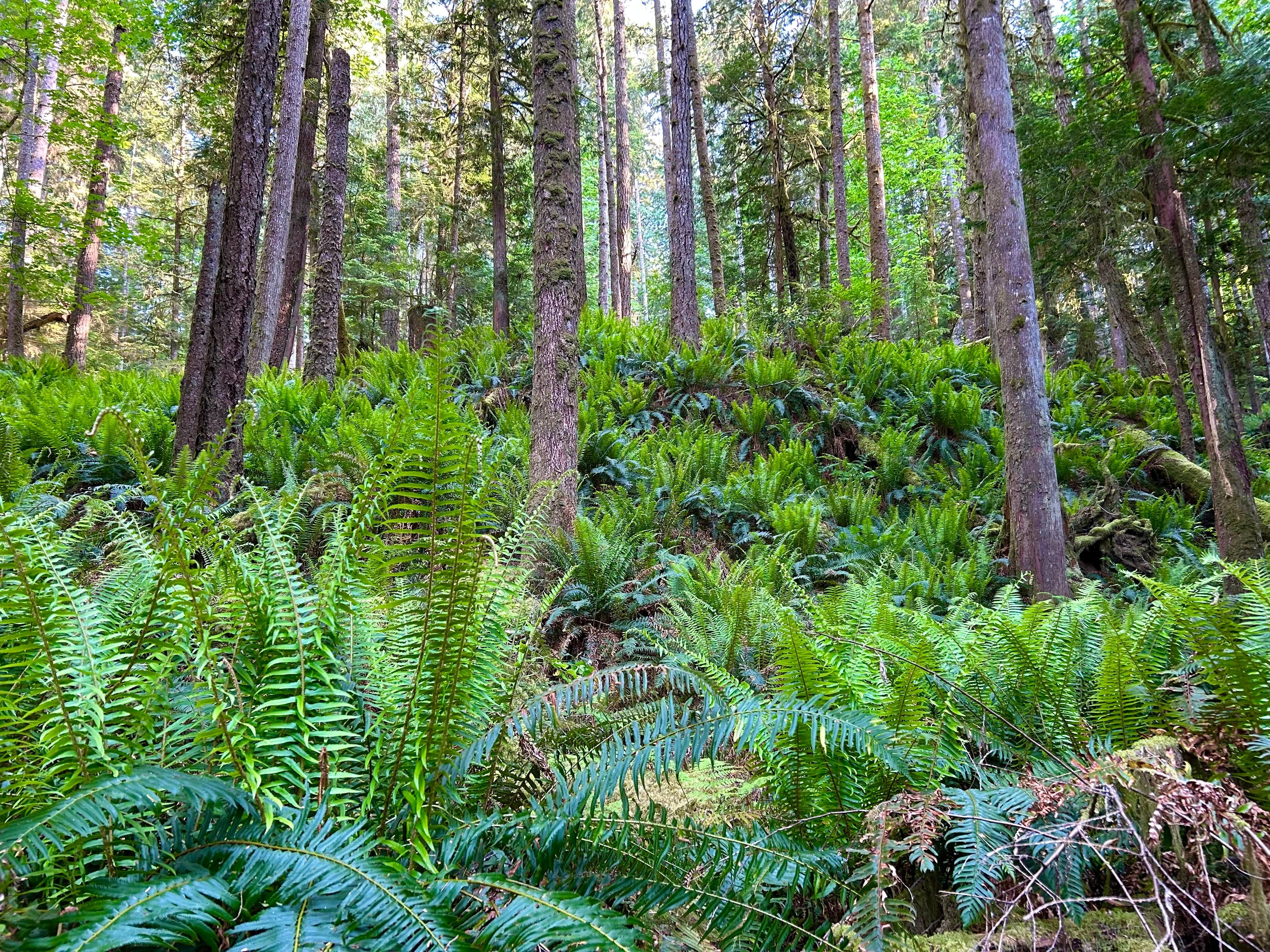 Skookumchuck hike