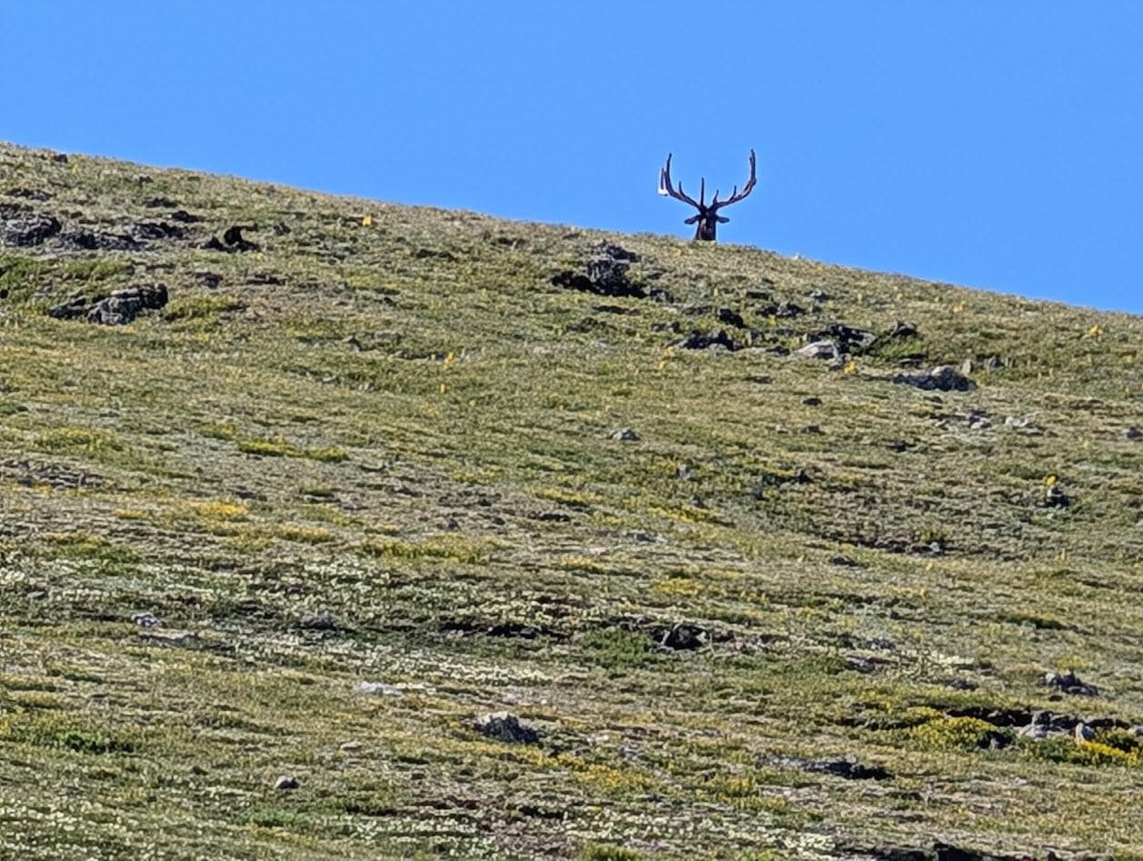 Keep your eyes open in RMNP. You never know who may be looking down at you.